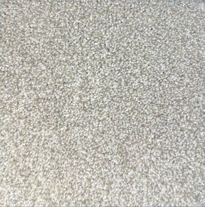 Homage - Conch Shell